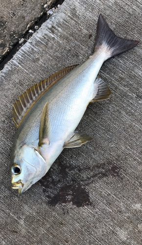 イサキの釣果