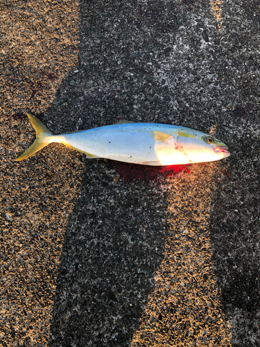 ハマチの釣果