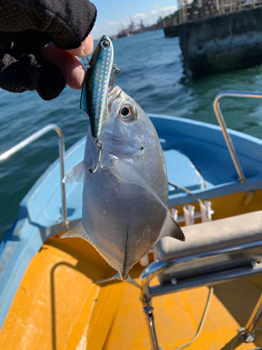 メッキの釣果