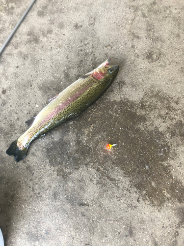 ニジマスの釣果