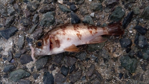 メバルの釣果