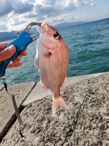 タイの釣果