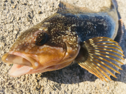 アイナメの釣果