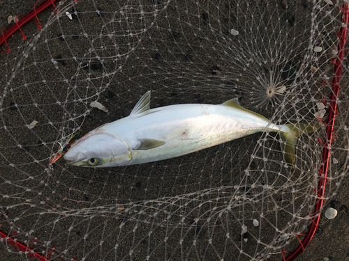 イナダの釣果