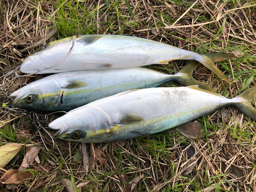 イナダの釣果