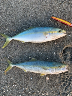 イナダの釣果