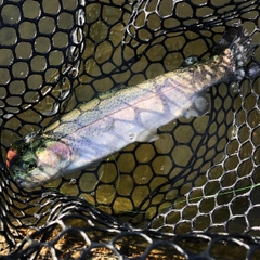 レインボートラウトの釣果