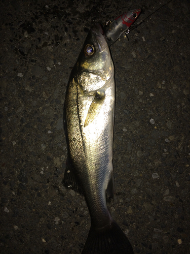 シーバスの釣果