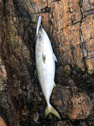 ハマチの釣果