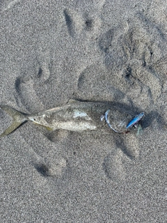 イナダの釣果