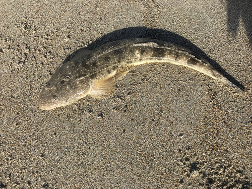 マゴチの釣果