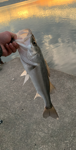 セイゴ（ヒラスズキ）の釣果