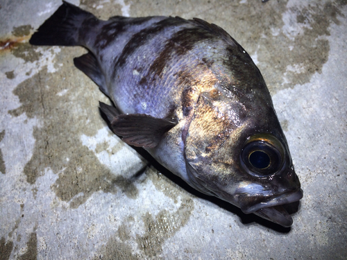 メバルの釣果