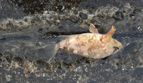 クロメバルの釣果