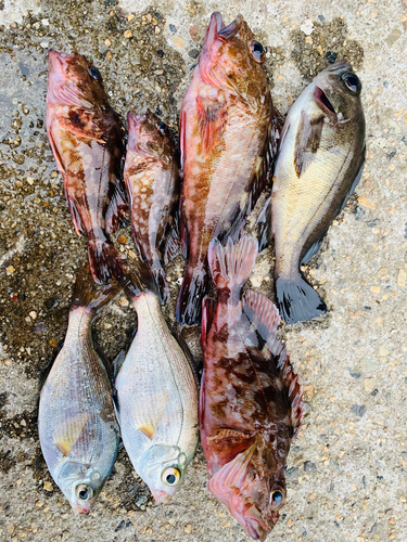 ウミタナゴの釣果