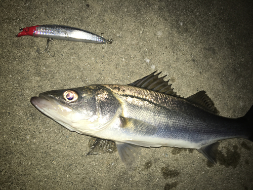 スズキの釣果