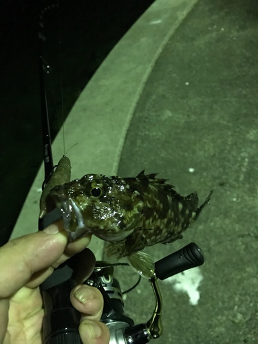 タケノコメバルの釣果