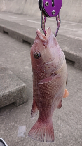 ハマチの釣果