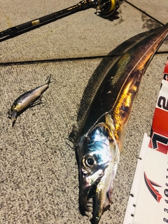 タチウオの釣果