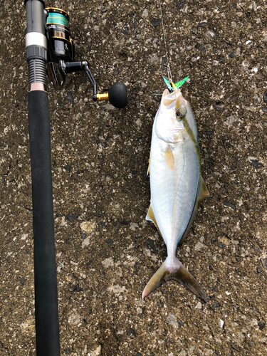 ショゴの釣果