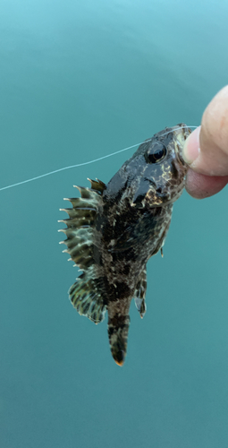 タケノコメバルの釣果