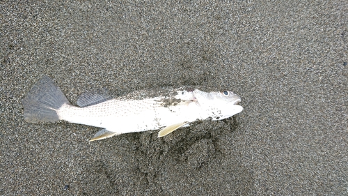 イシモチの釣果