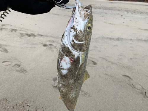 ハマチの釣果