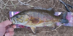 スモールマウスバスの釣果