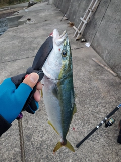 ヤズの釣果