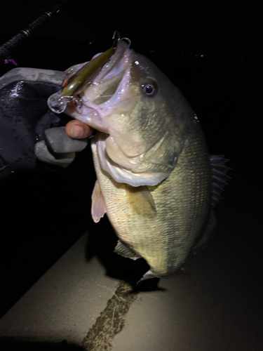 ラージマウスバスの釣果