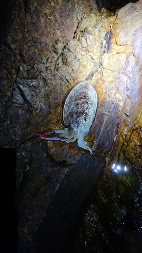 コウイカの釣果