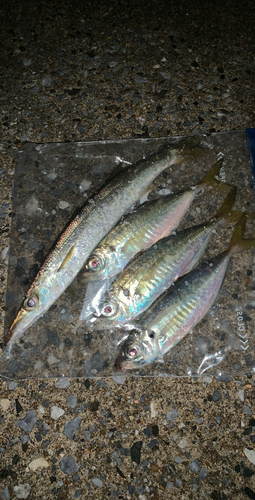 カマスの釣果