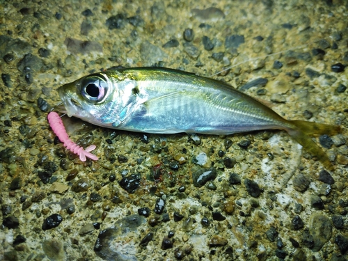 マアジの釣果