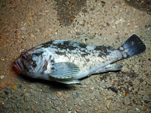 クロソイの釣果