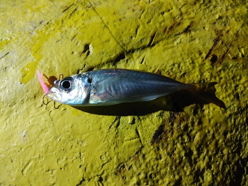 マアジの釣果