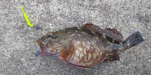 アラカブの釣果