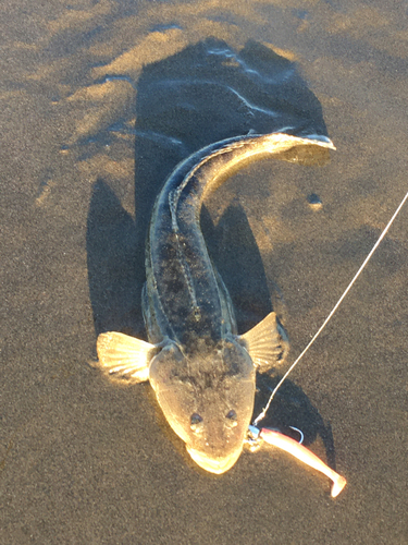 マゴチの釣果