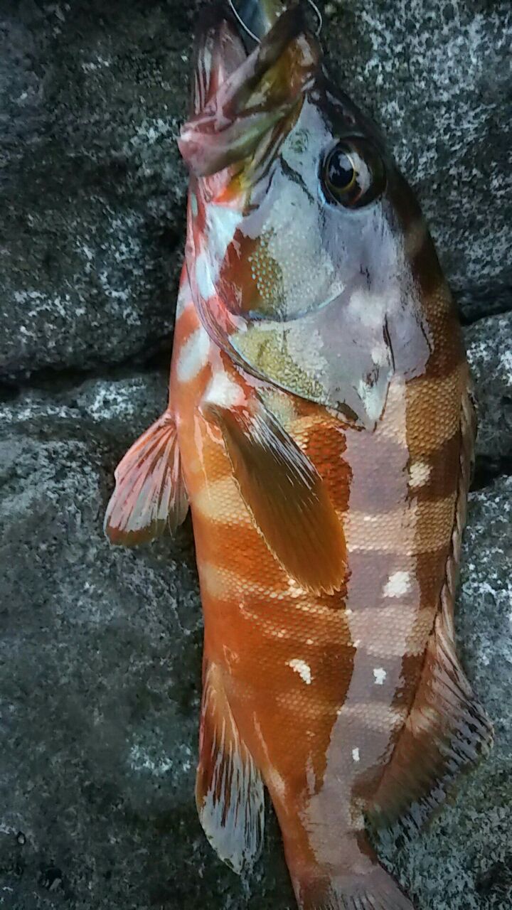 アカハタ