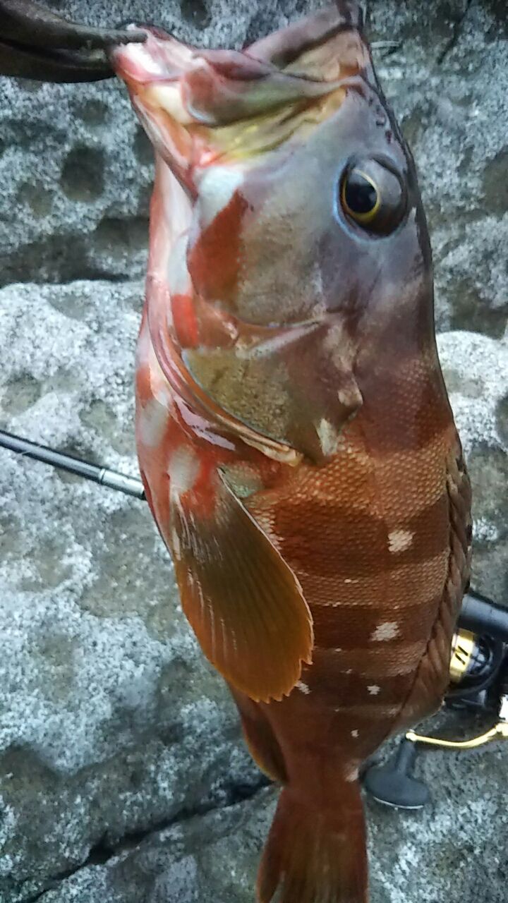 アカハタ