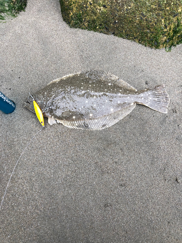 ヒラメの釣果