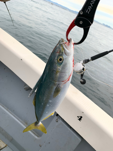 ハマチの釣果