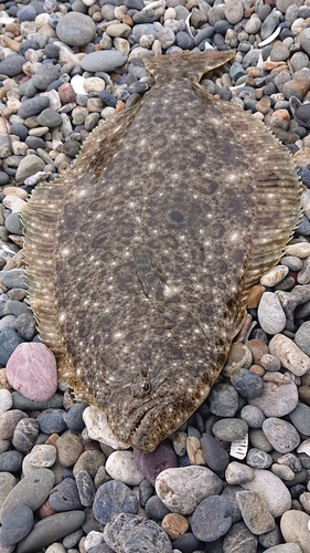 ヒラメの釣果