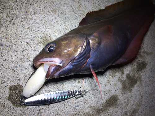 エゾイソアイナメの釣果