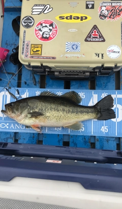 ブラックバスの釣果