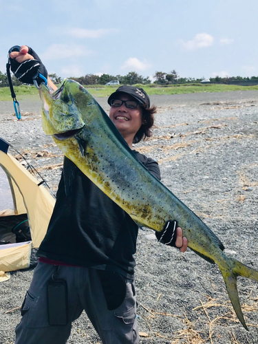 シイラの釣果