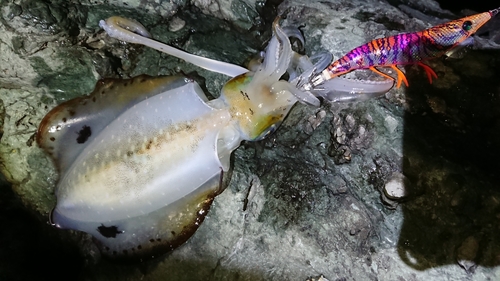 アオリイカの釣果