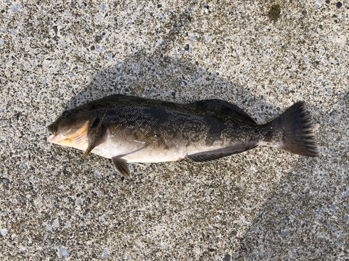 アイナメの釣果