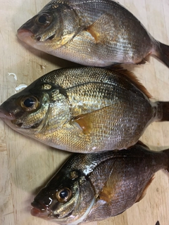 ウミタナゴの釣果