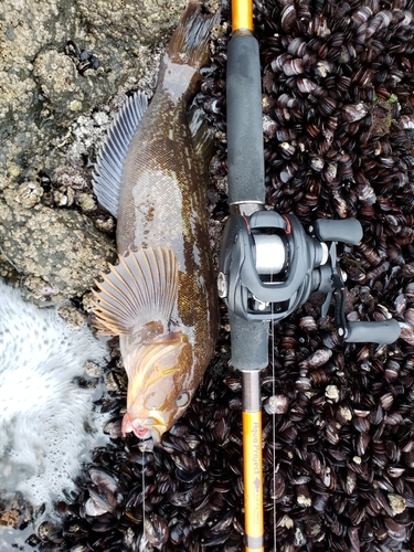 アイナメの釣果