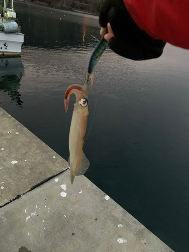 ヤリイカの釣果